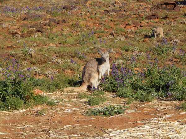 14Kangaroos